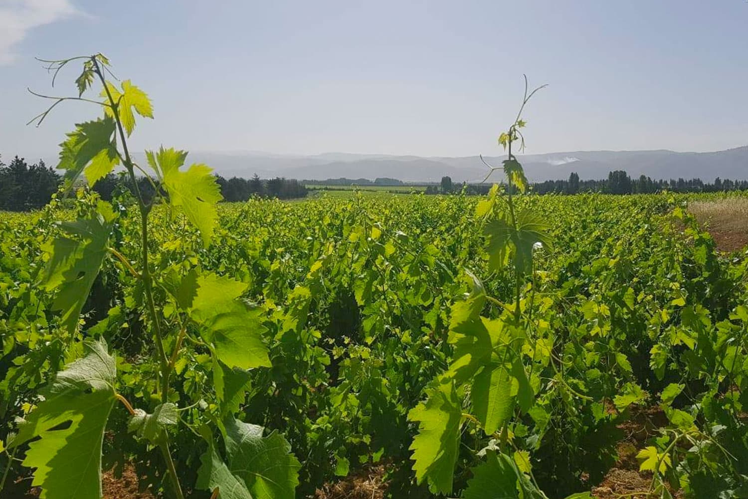 Château Musar - Libanon 2