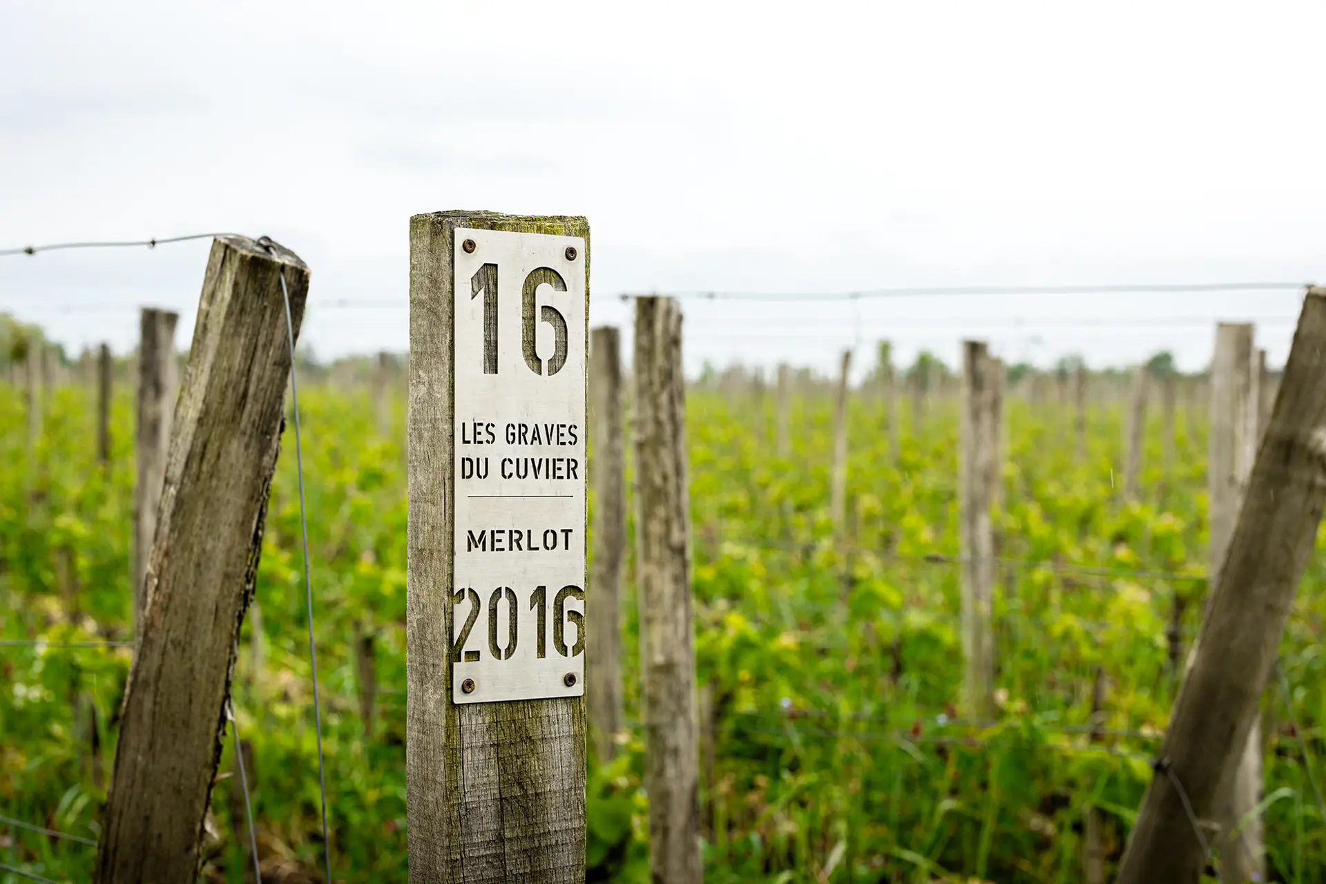 Château Cheval Blanc - Weingut 2023 - Merlot-Reben 1