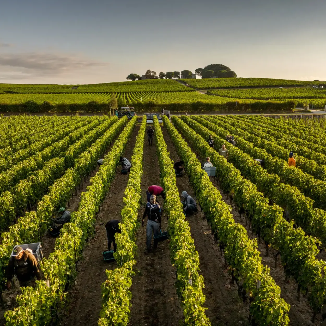 Château Angélus - Bordeaux - Weingut 2