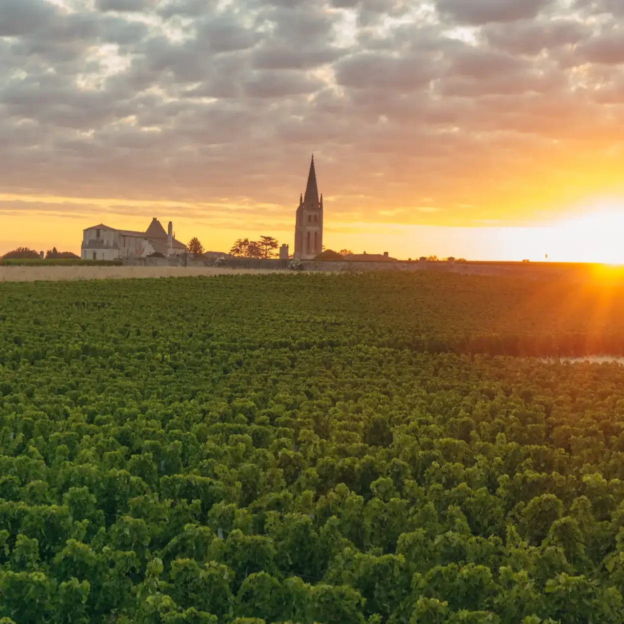 Château Canon - Bordeaux - Weingut 1
