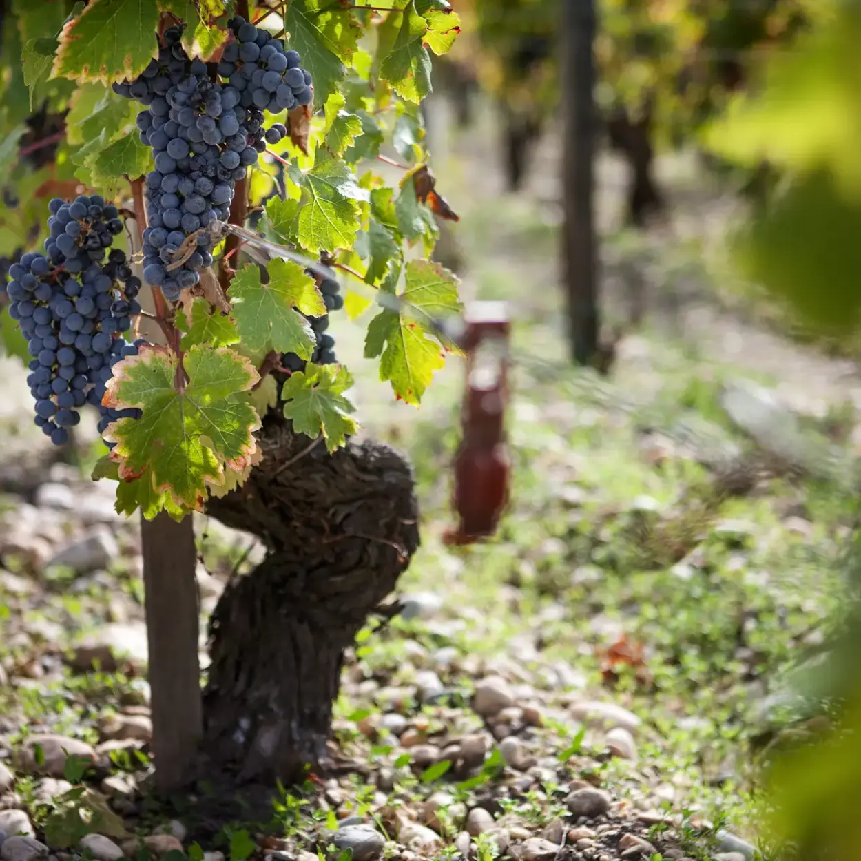 Château Phélan Ségur - Bordeaux - Weingut 7
