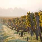 Château Suduiraut - Bordeaux - Weingut 17