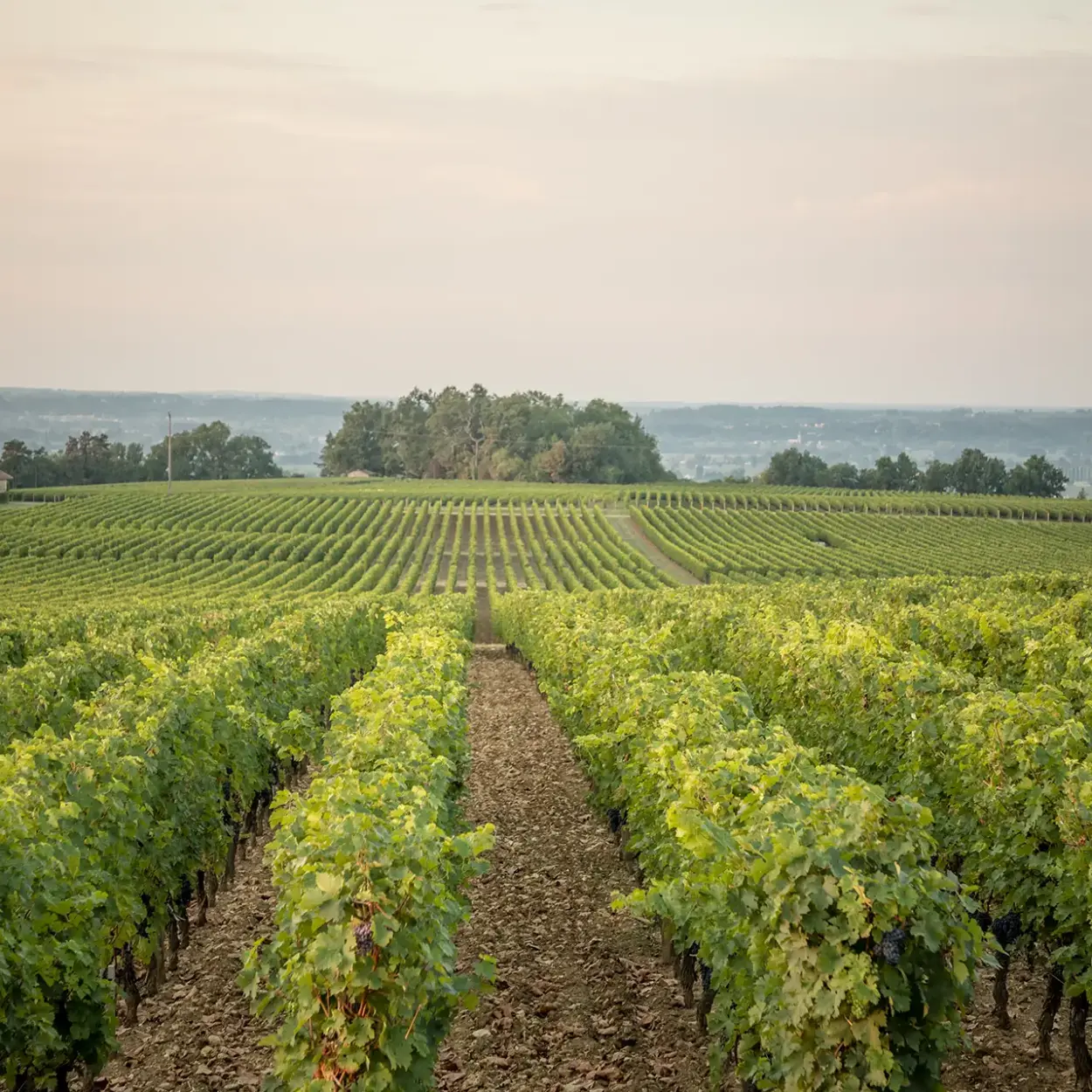 Château Troplong Mondot - Bordeaux - Weingut 1