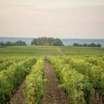 Château Troplong Mondot - Bordeaux - Weingut 1