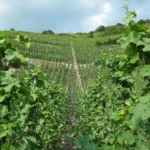 Nik Weis St. Urbans-Hof - Deutschland, Mosel - Weingut 7