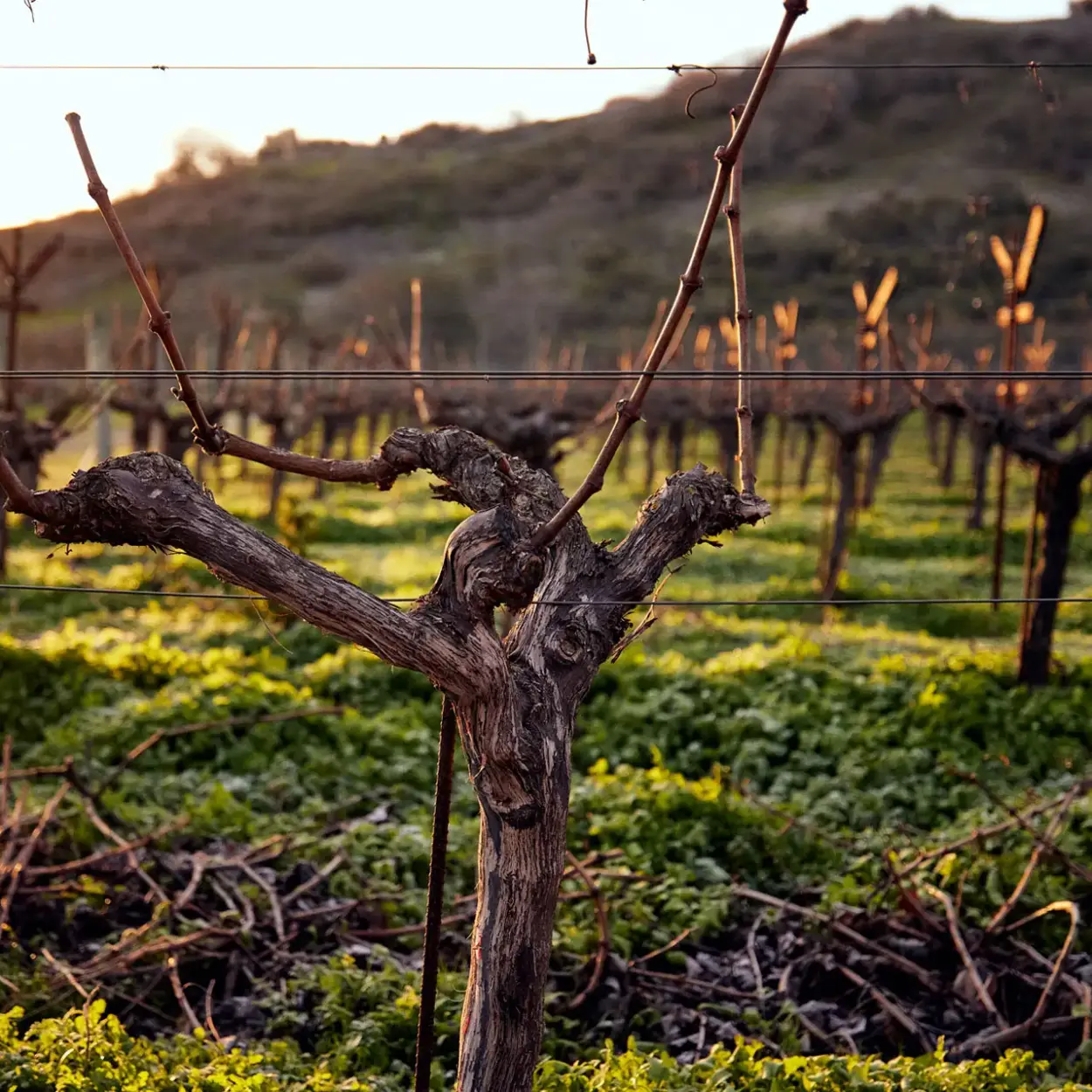 Dominus Estate - Napa Valley - Weingut 1