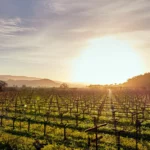 Dominus Estate - Napa Valley - Weingut 6