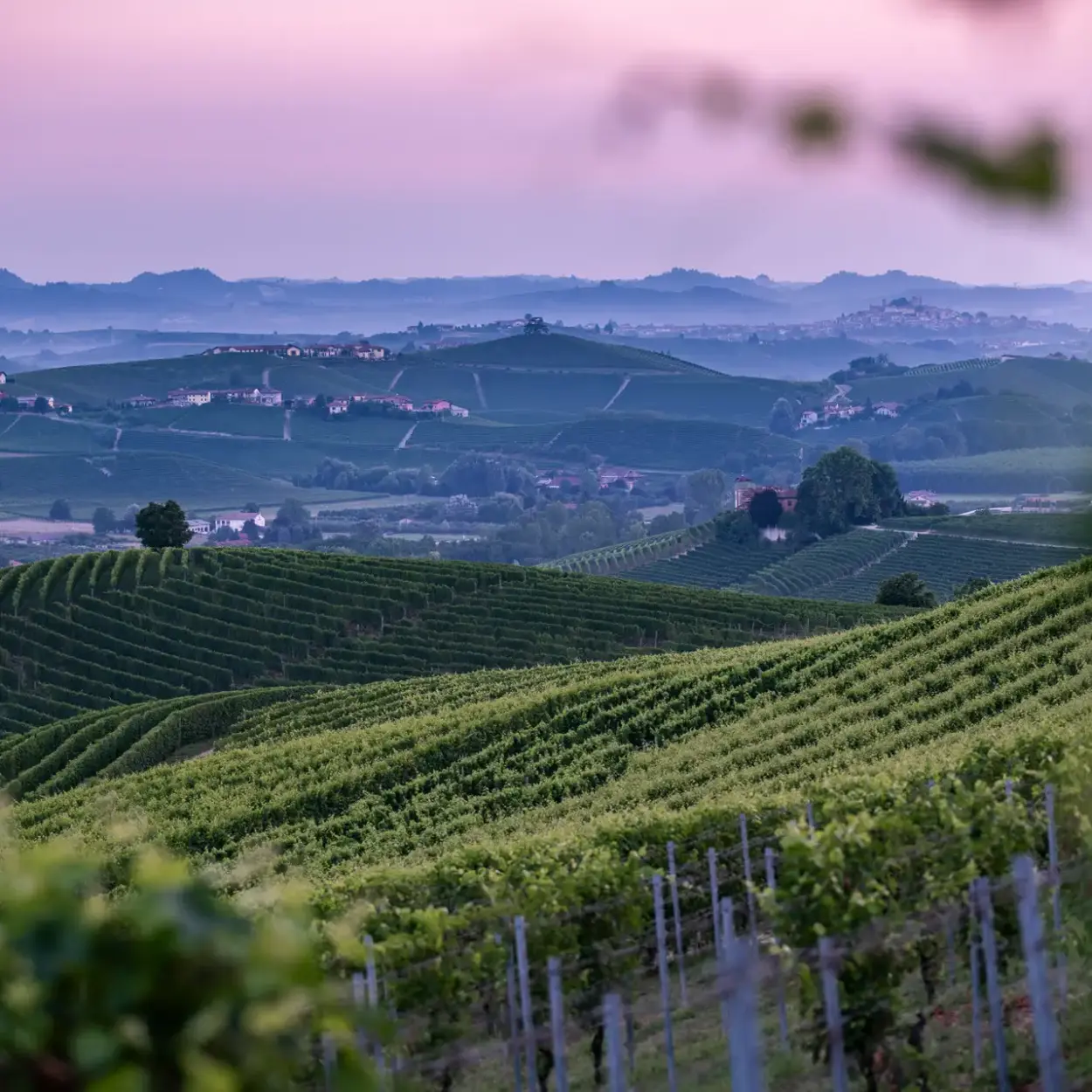 Prunotto - Alba - Weingut 5
