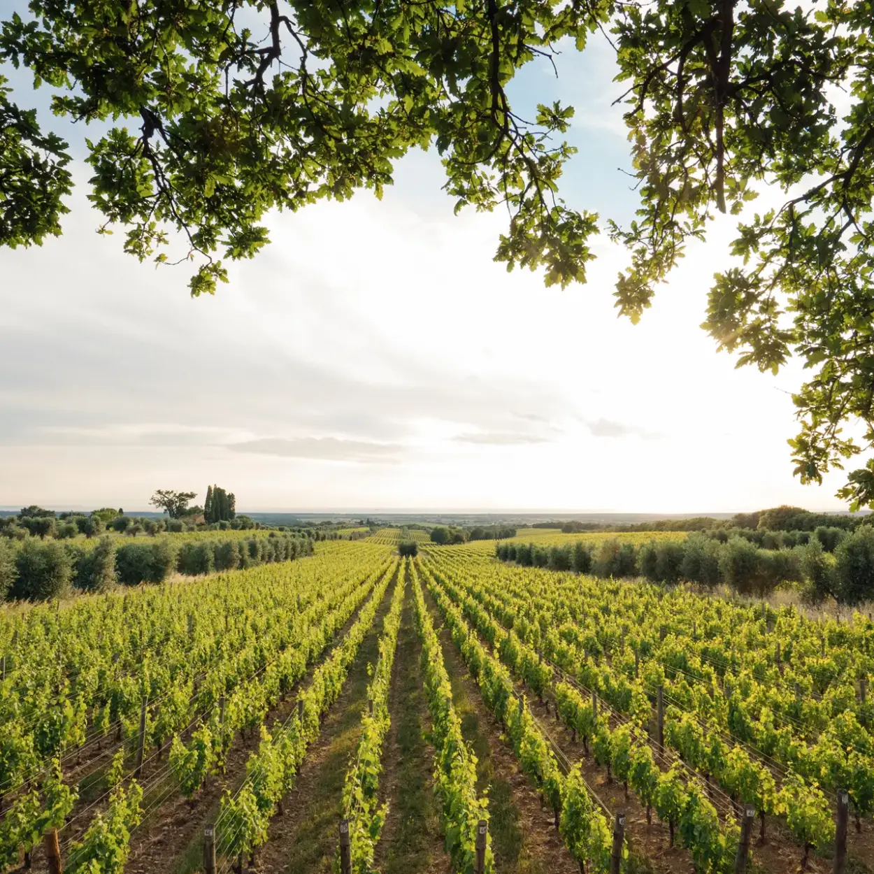 Tenuta dell'Ornellaia - Bolgheri - Weingut 6