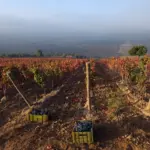 Casa Lapostelle - Clos Apalta - Chile - Weingut 7