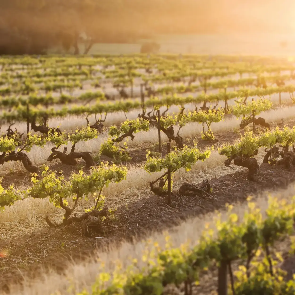 Penfolds Winery - Australien - Weingut 2
