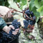 Château Batailley - Bordeaux - Weingut 3