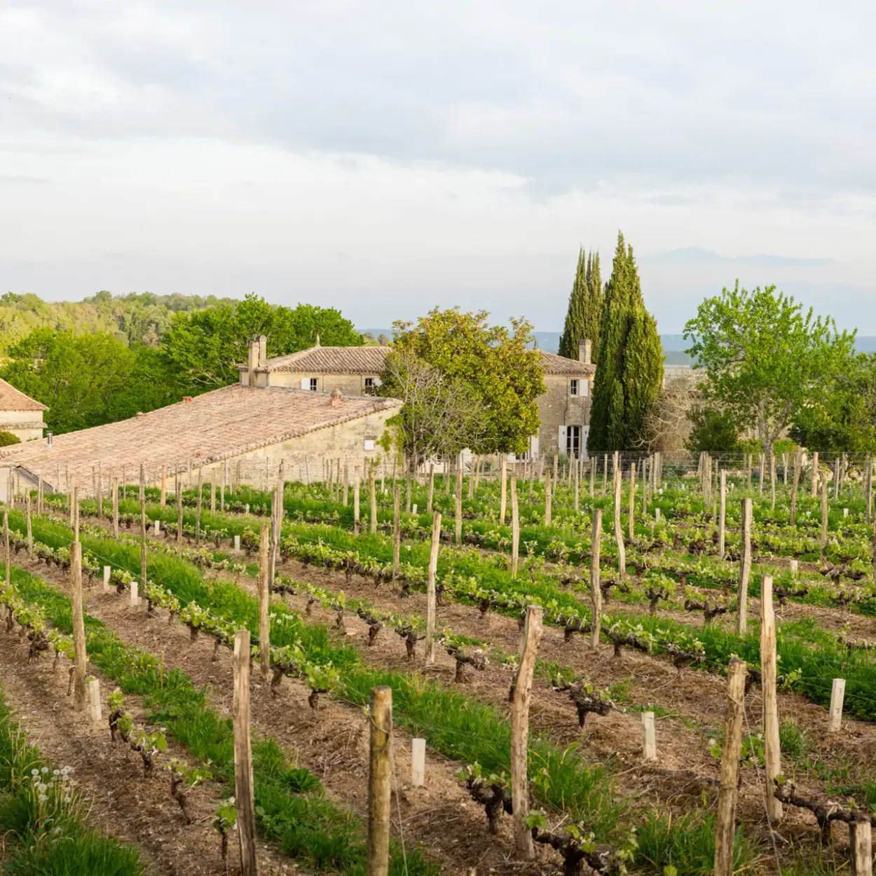 Seltene Weine - Bordeaux - En Primeur 2024 - Château Tertre Roteboeuf 8
