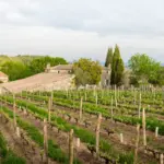 Seltene Weine - Bordeaux - En Primeur 2024 - Château Tertre Roteboeuf 8