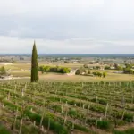 Seltene Weine - Bordeaux - En Primeur 2024 - Impressionen 5