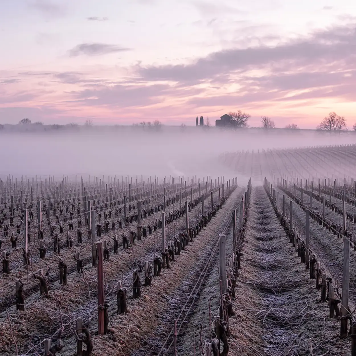 Château Calon Ségur - Bordeaux - Weingut 11