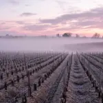 Château Calon Ségur - Bordeaux - Weingut 11