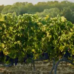 Masseto - Toskana - Weingut 5
