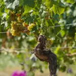 Weingut Eppelmann - Rheinhessen - Weingut 1