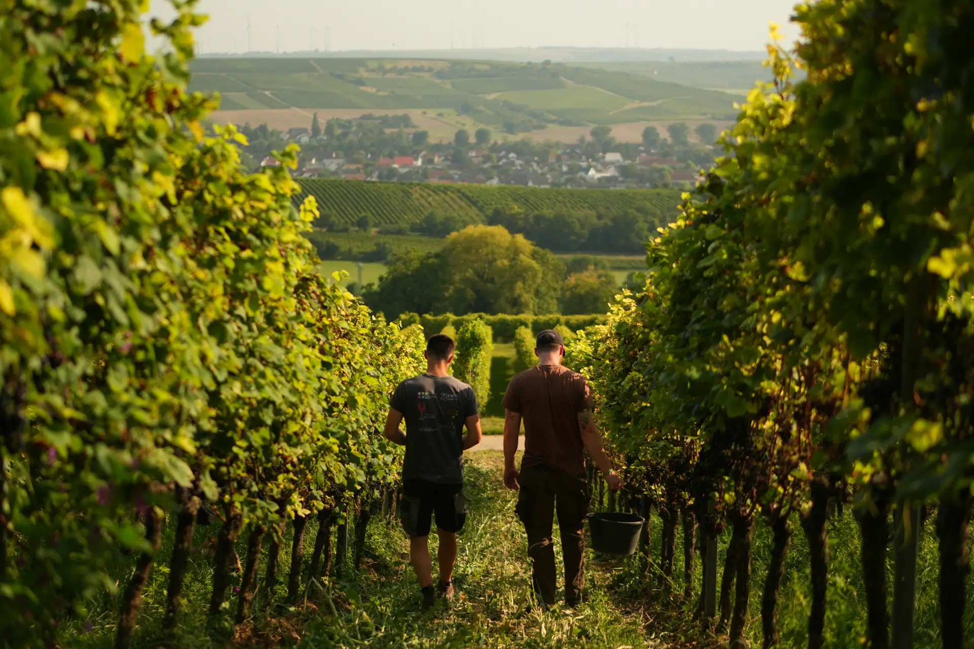 Weingut Eppelmann - Rheinhessen - Weingut 13