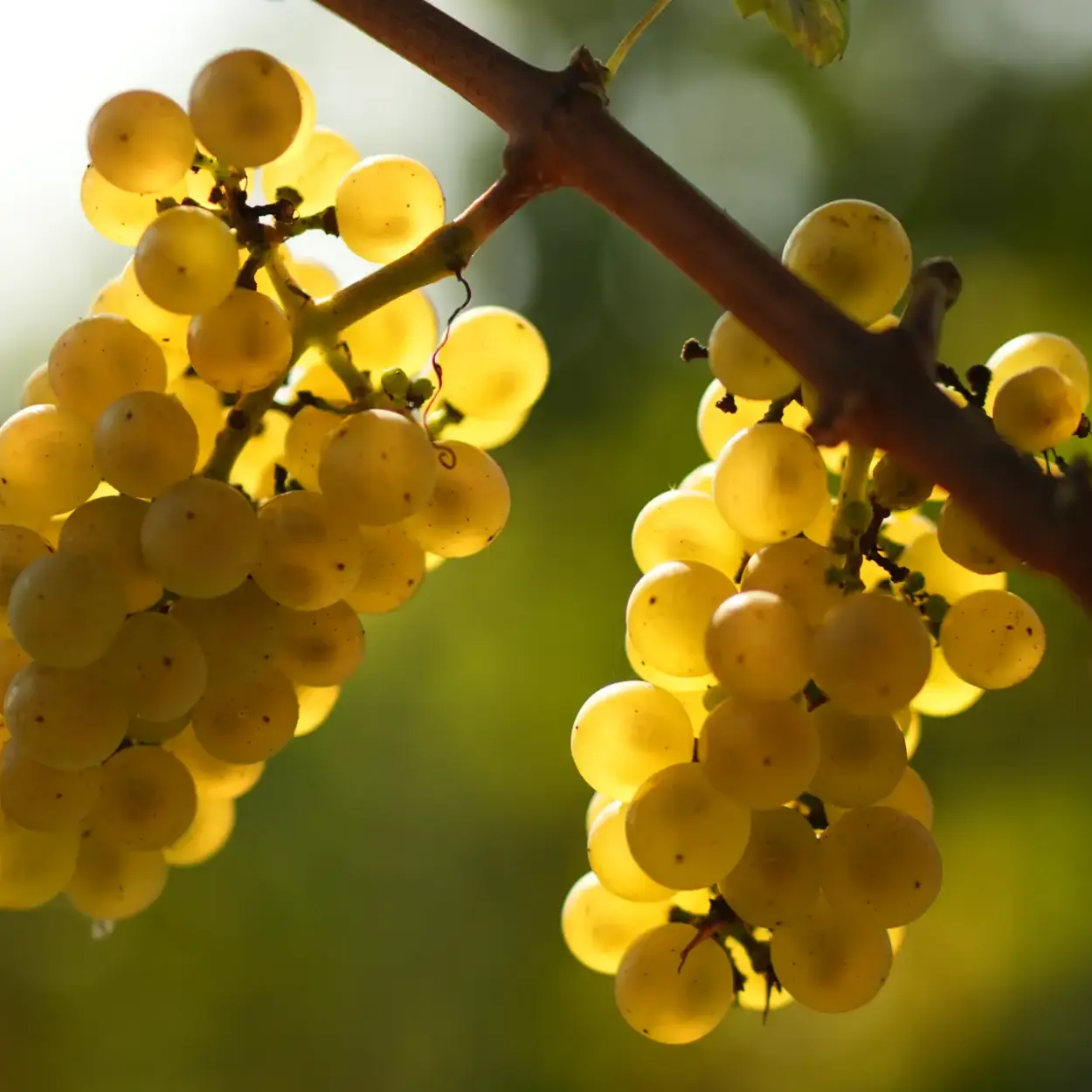 Weingut Eppelmann - Rheinhessen - Weingut 18