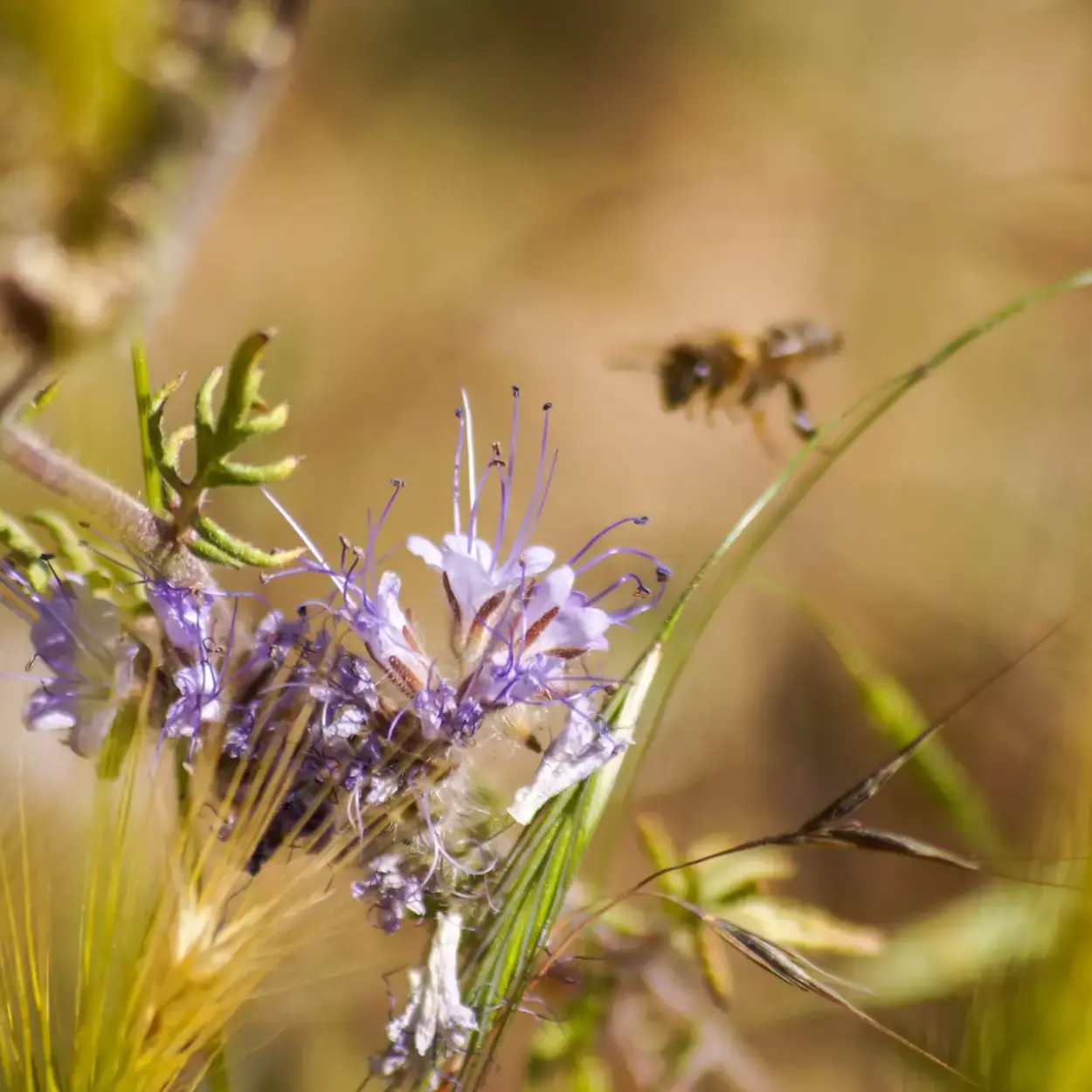 Weingut Eppelmann - Rheinhessen - Weingut 2