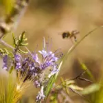 Weingut Eppelmann - Rheinhessen - Weingut 2