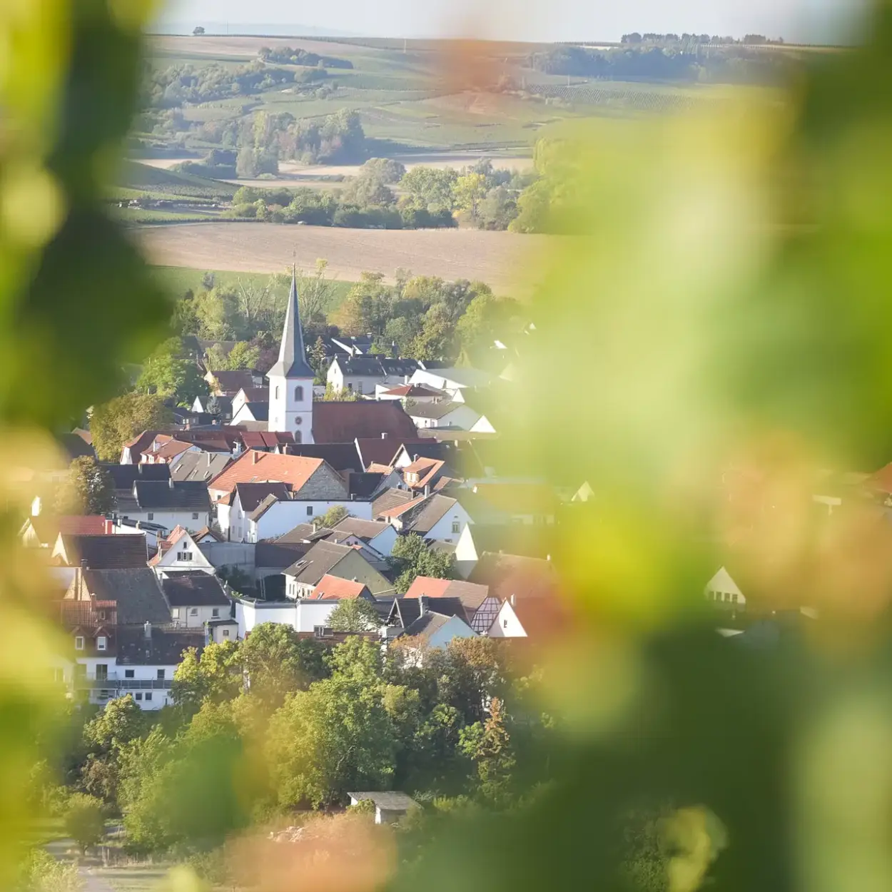Weingut Eppelmann - Rheinhessen - Weingut 3