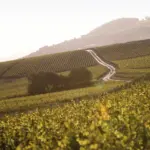 Champagne Taittinger - Reims - Weingut 4