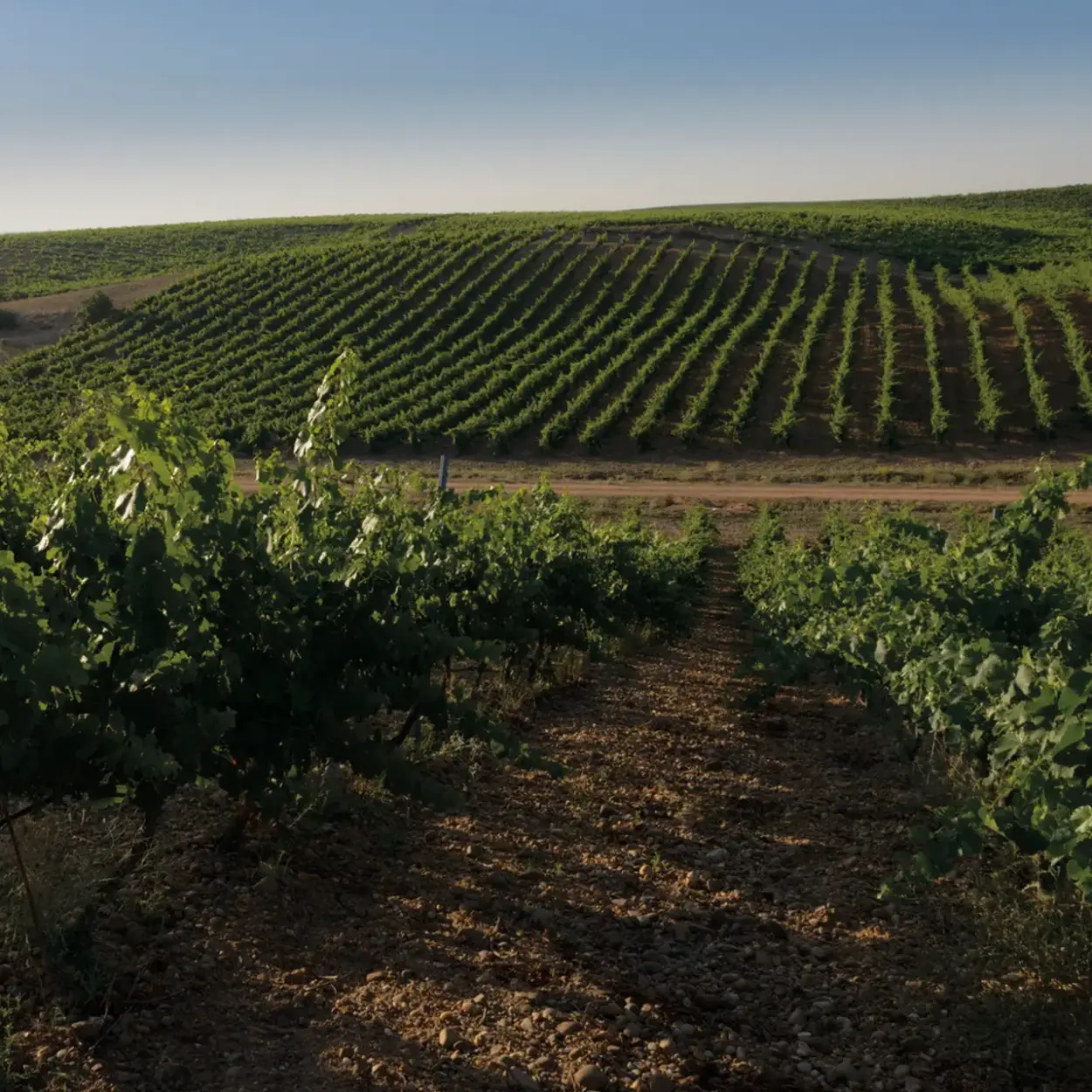 Bodegas Familia Torres - Katalonien - Weingut 8