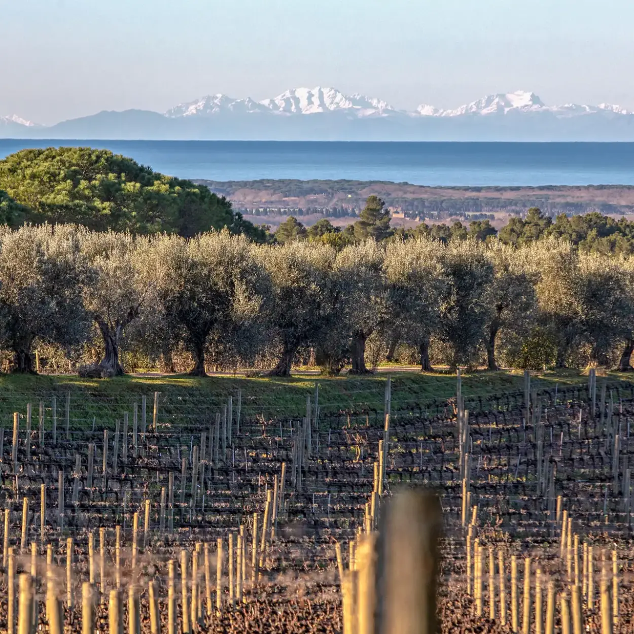 Tenuta di Biserno - Toskana - Weingut 8