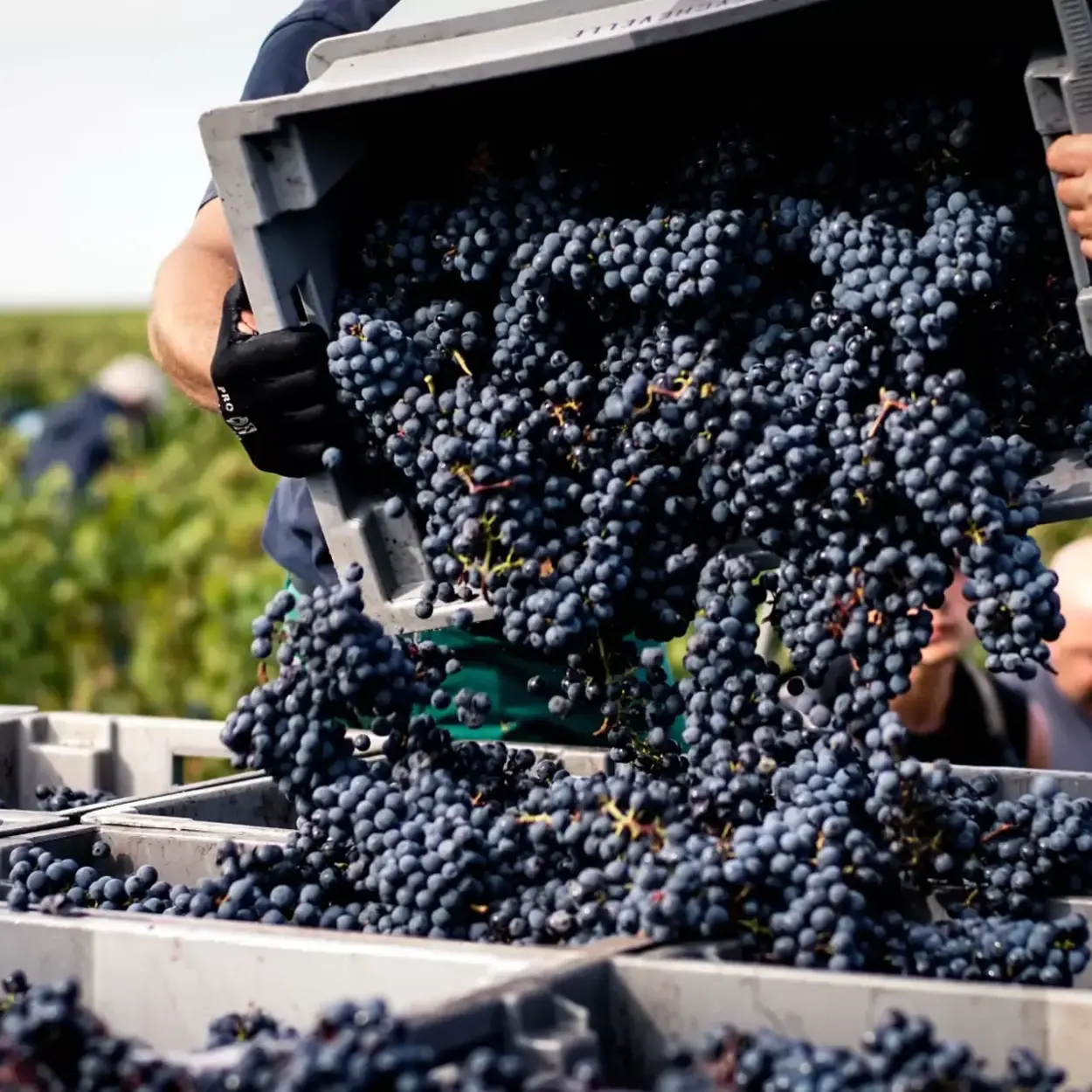 Château Beychevelle - Bordeaux - Weingut 5