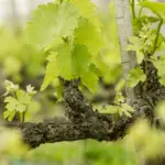 Tokaji Oremus - Vega Sicilia Group - Weingut 11