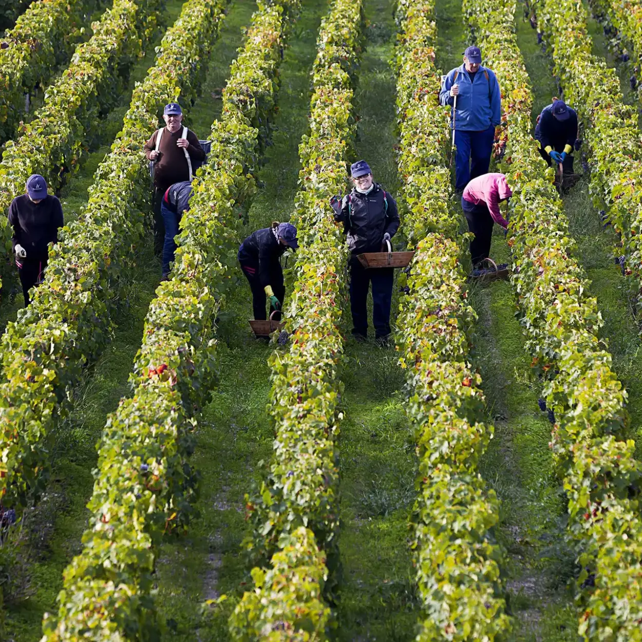 Château Cos d’Estournel - Bordeaux - Weingut 7