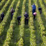 Château Cos d’Estournel - Bordeaux - Weingut 7