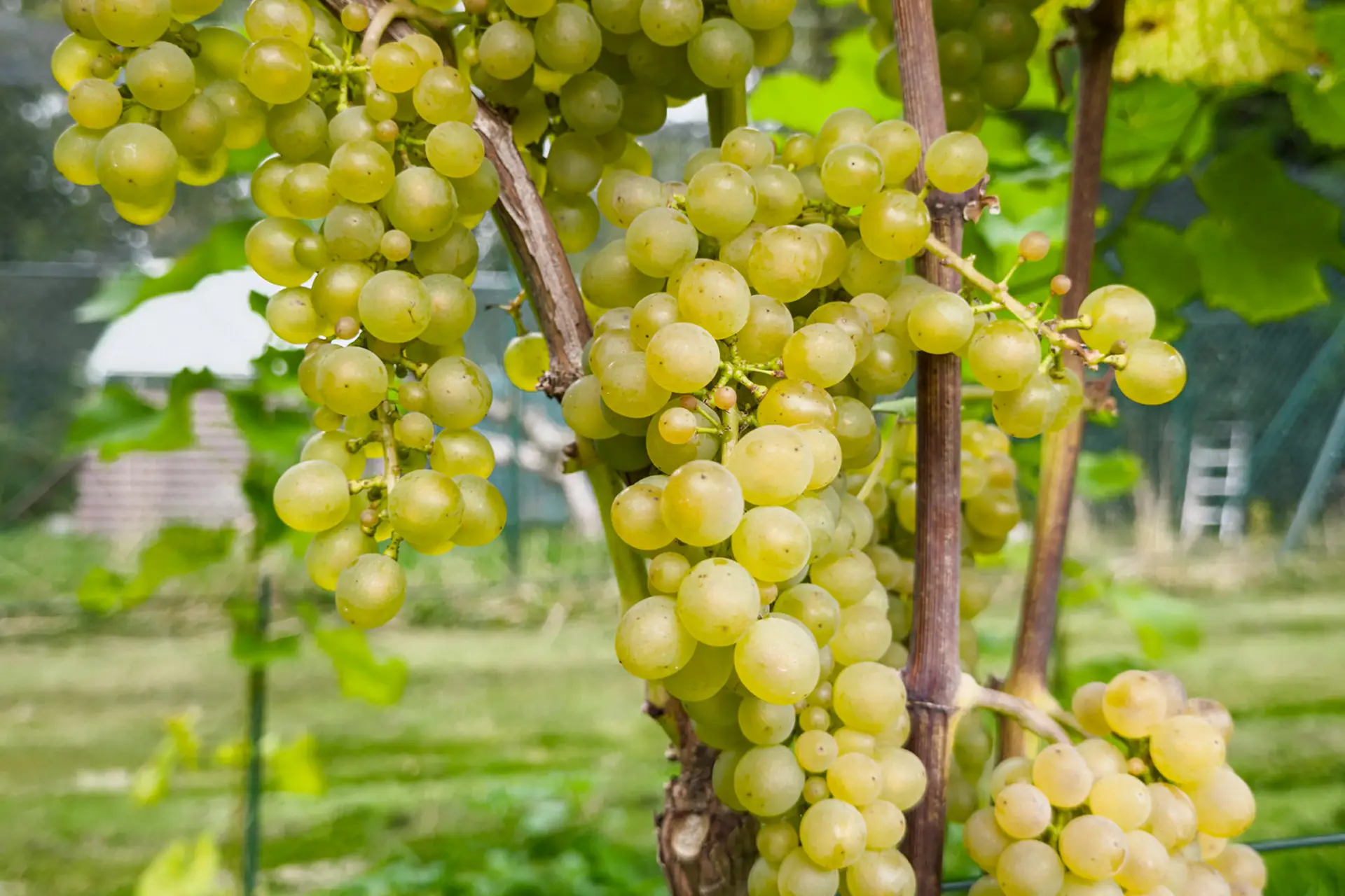 Seltene Weine - Kim-Christopher Granz - Unser Weinberg 1