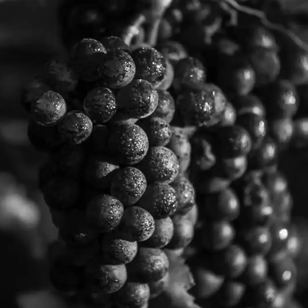 Dom Pérignon - Champagne - Weingut 14