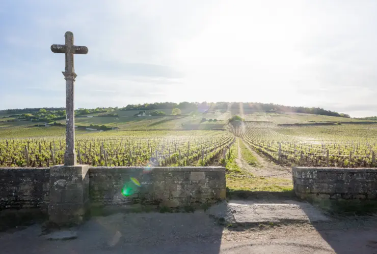 Domaine de la Romanée-Conti - Burgund - Impressionen 10